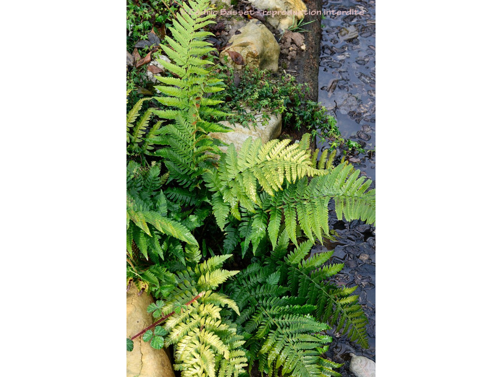 DRYOPTERIS COREANO-MONTANUM