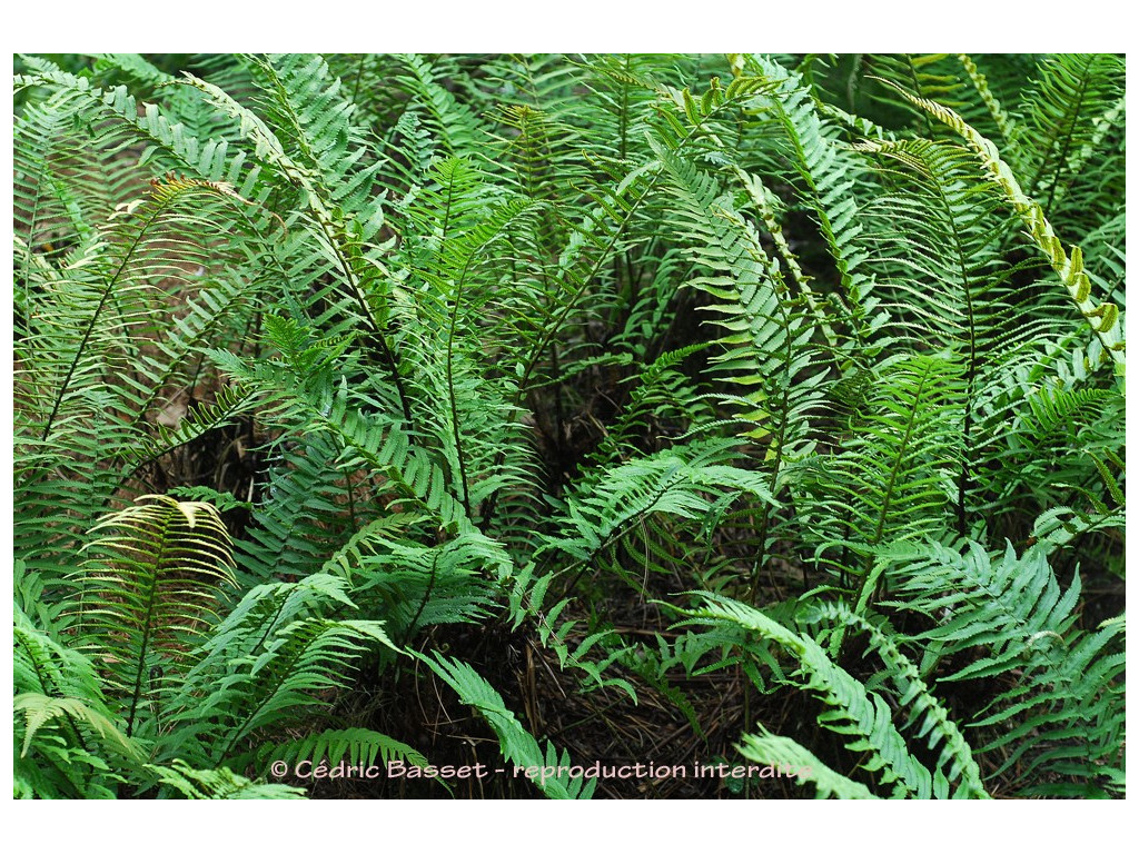 DRYOPTERIS CYCADINA