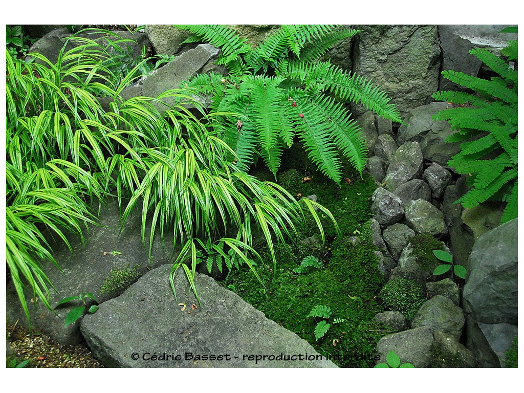 HAKONECHLOA MACRA 'AUREOLA'