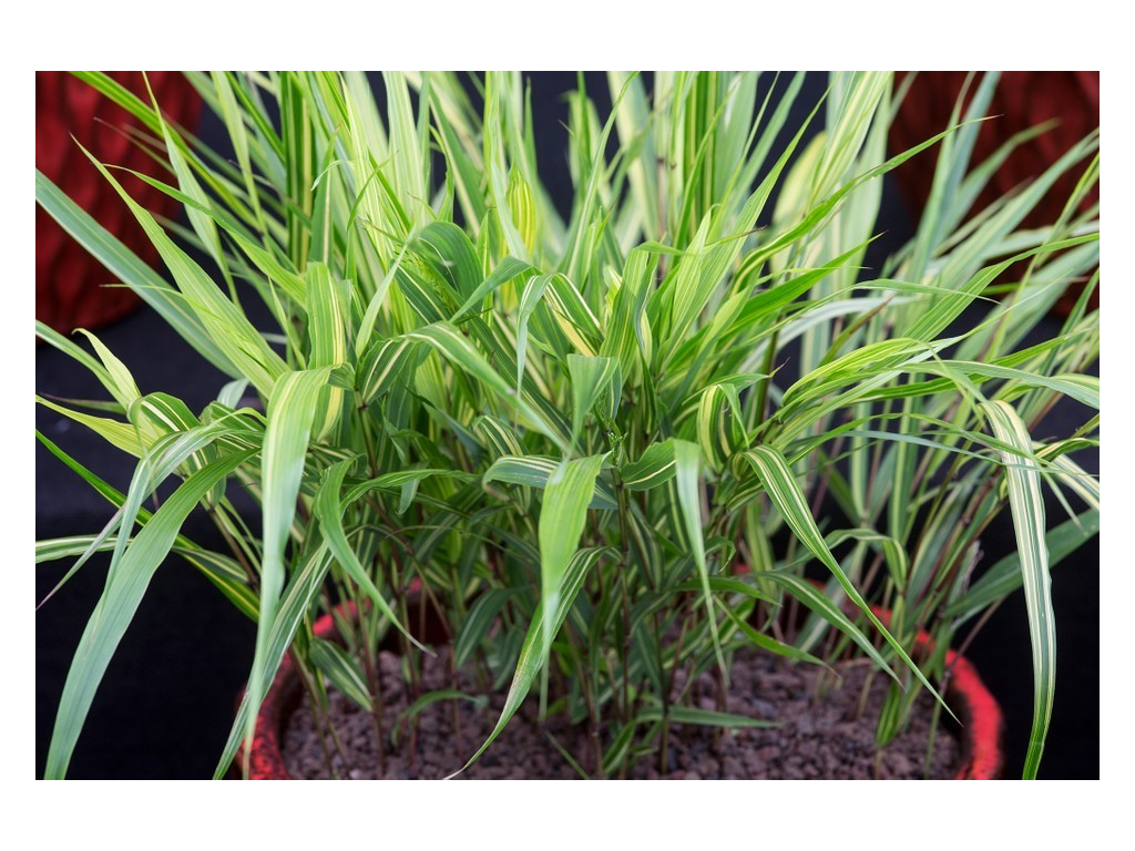 HAKONECHLOA MACRA 'SUNNY DELIGHT'