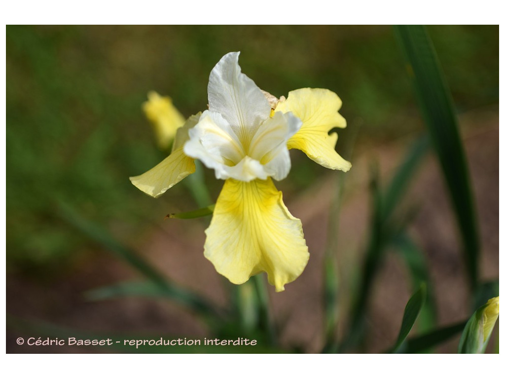 IRIS SIBIRICA 'BUTTER AND SUGAR' IRIS SIBIRICA 'BUTTER AND SUGAR'