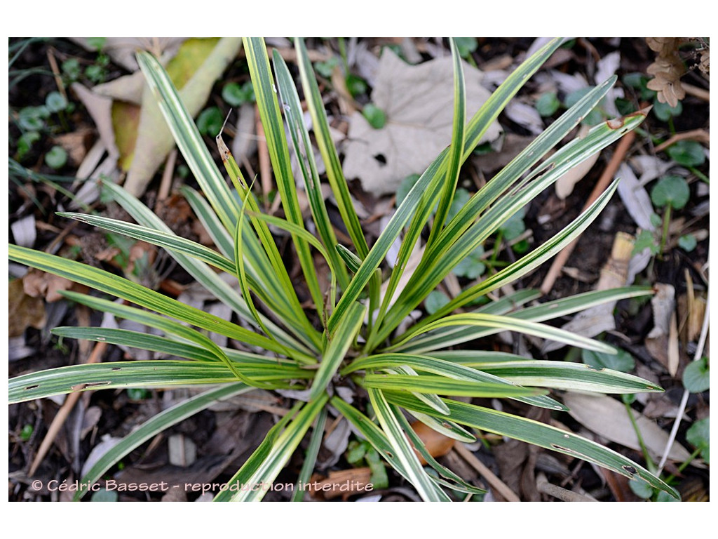 LIRIOPE MUSCARI 'VARIEGATA'