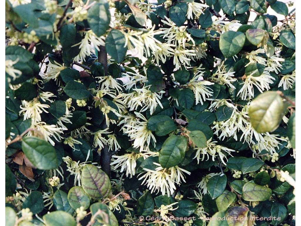 LOROPETALUM CHINENSE 'RUBY SNOW'