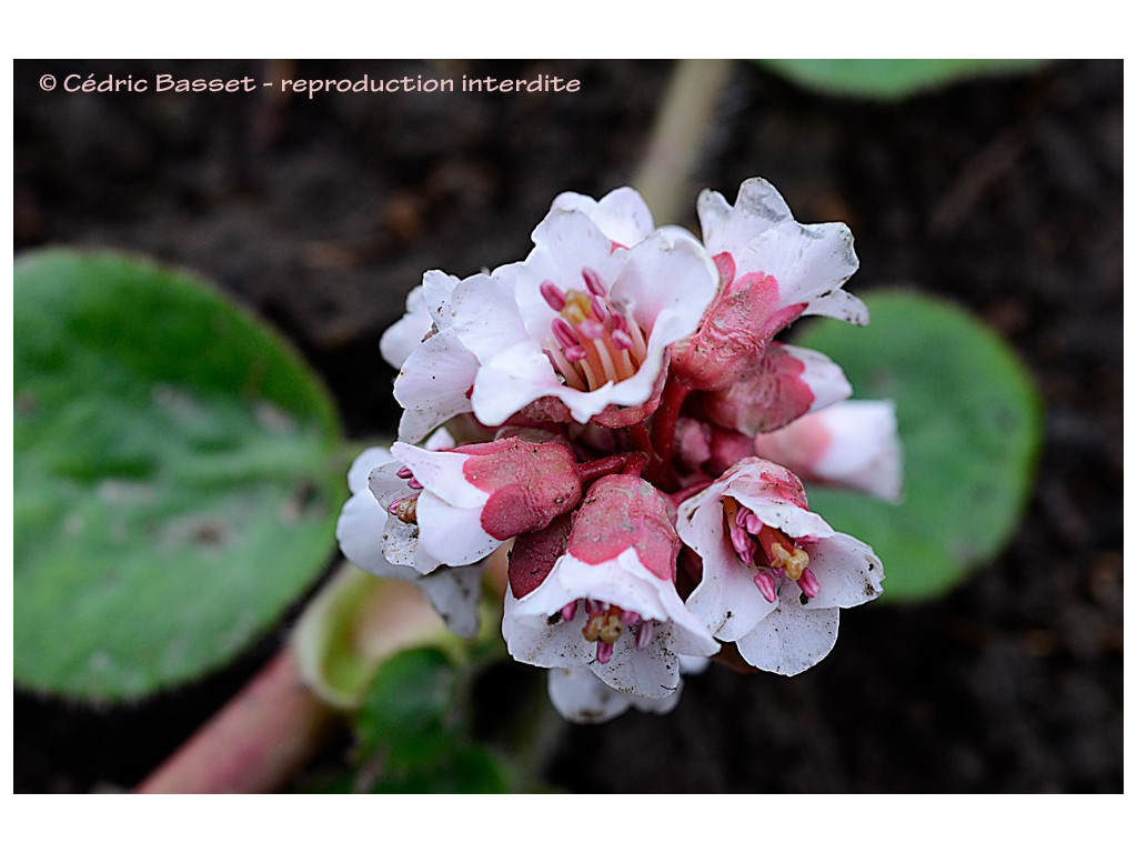BERGENIA CILIATA BERGENIA CILIATA