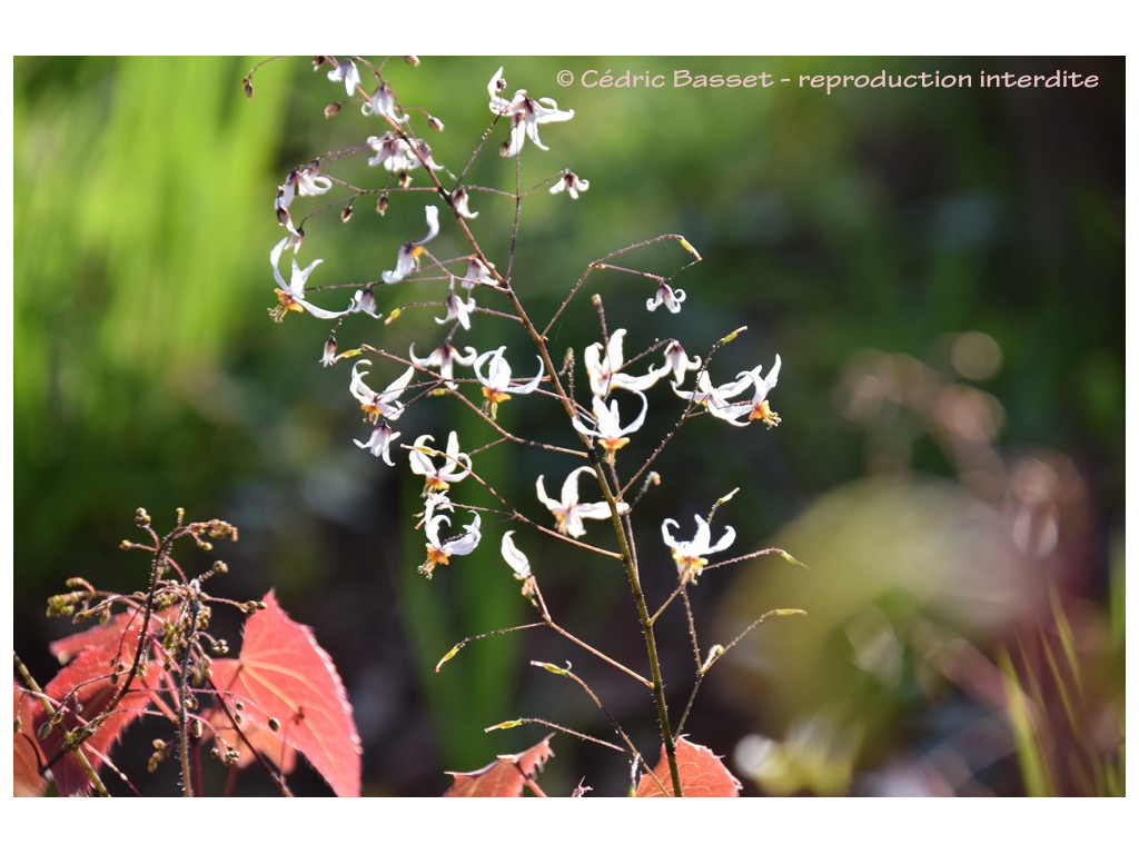 EPIMEDIUM PUBESCENS 'SHAANXI FORM'