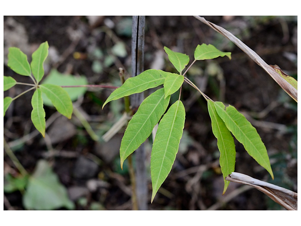 SCHEFFLERA TAIWANIANA x ALPINA