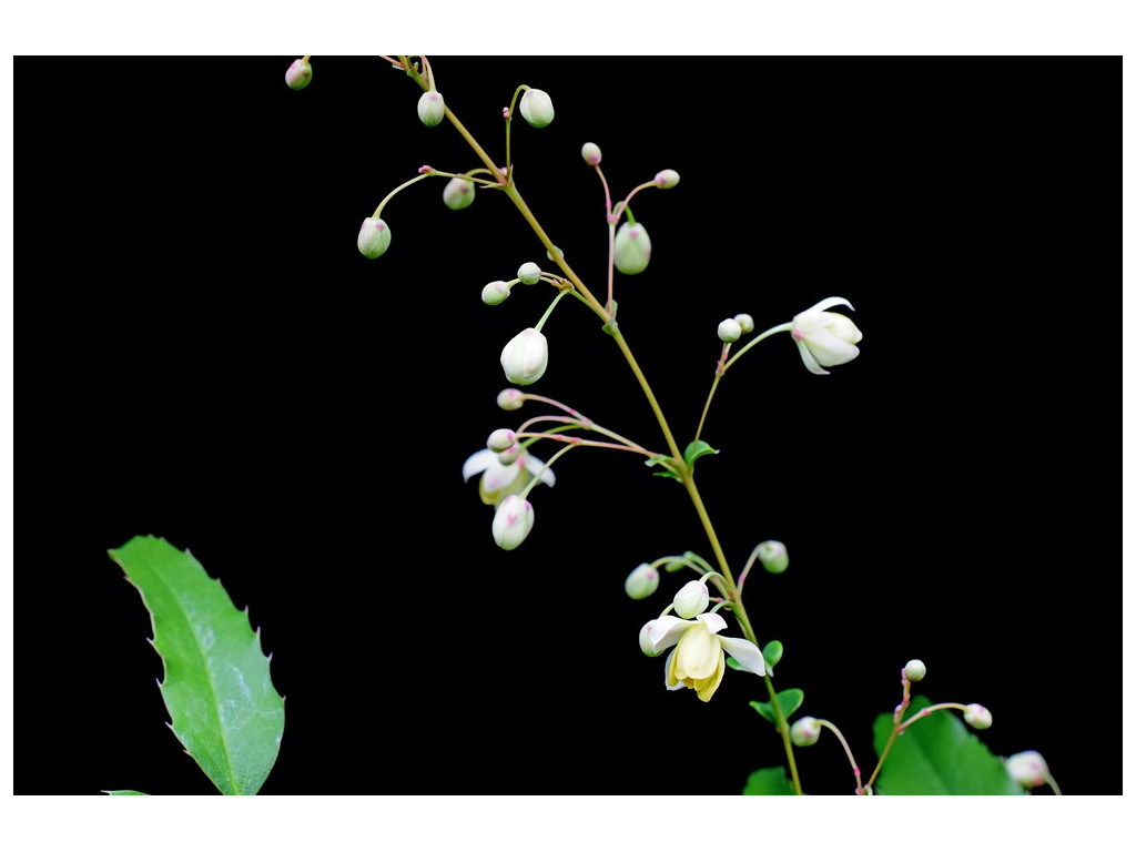 MAHONIA RUSSELLII