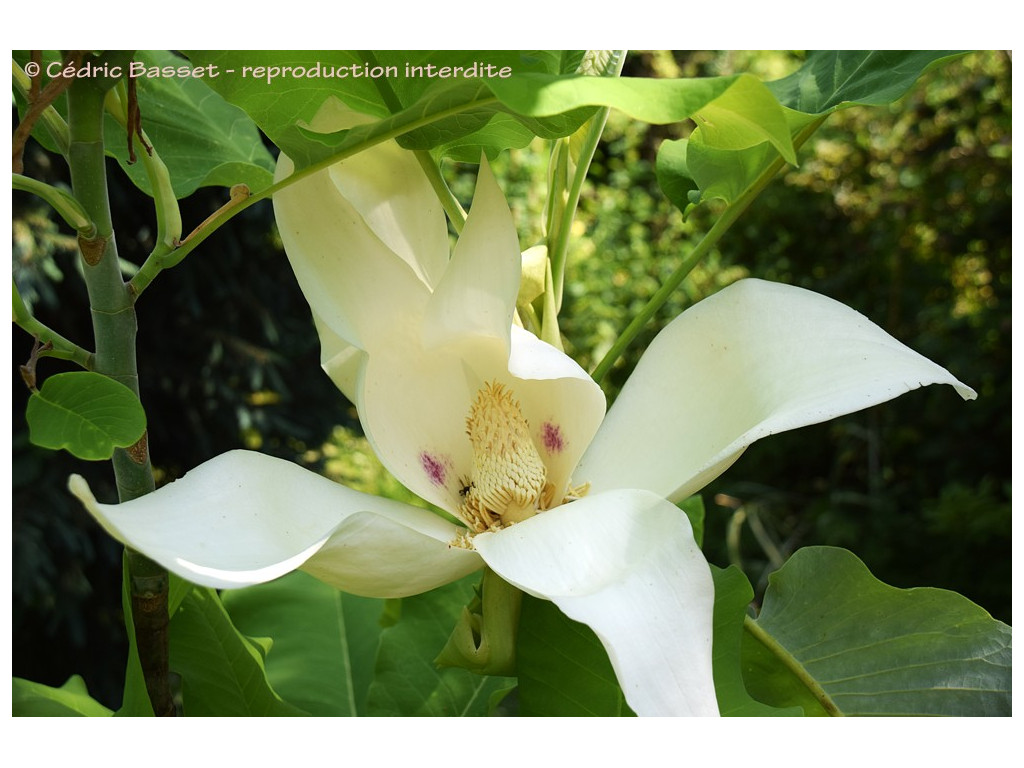 MAGNOLIA MACROPHYLLA var.ASHEI