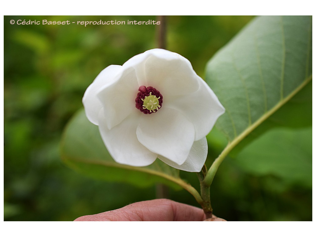 MAGNOLIA SIEBOLDII