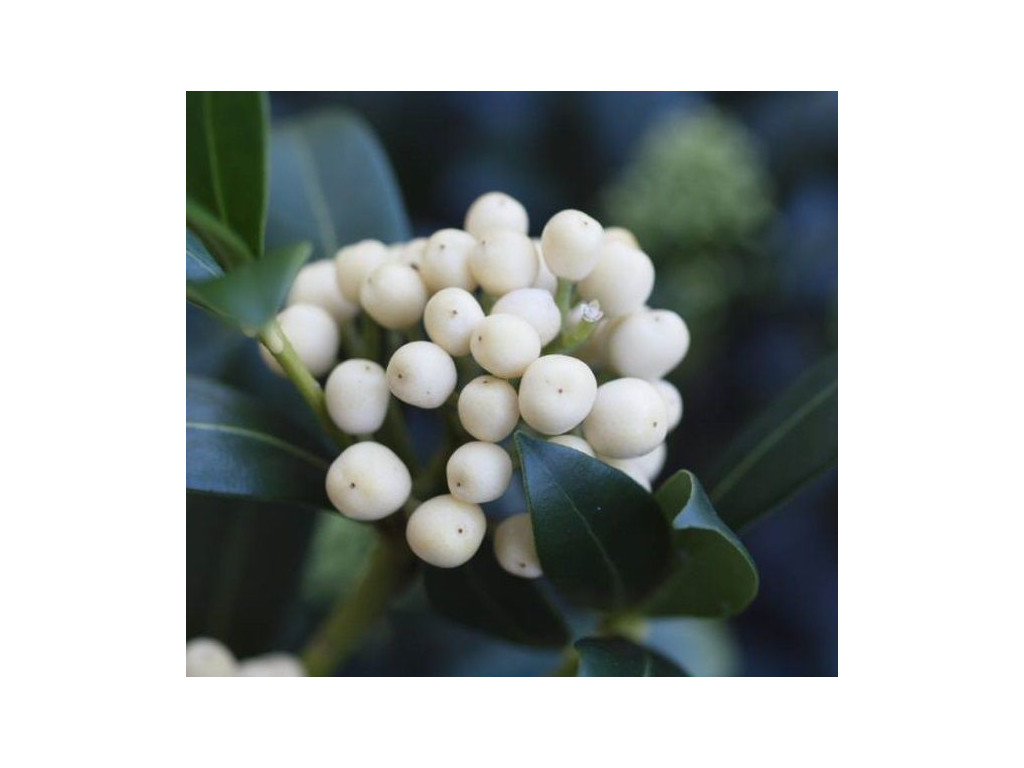 SKIMMIA JAPONICA 'KEW WHITE'