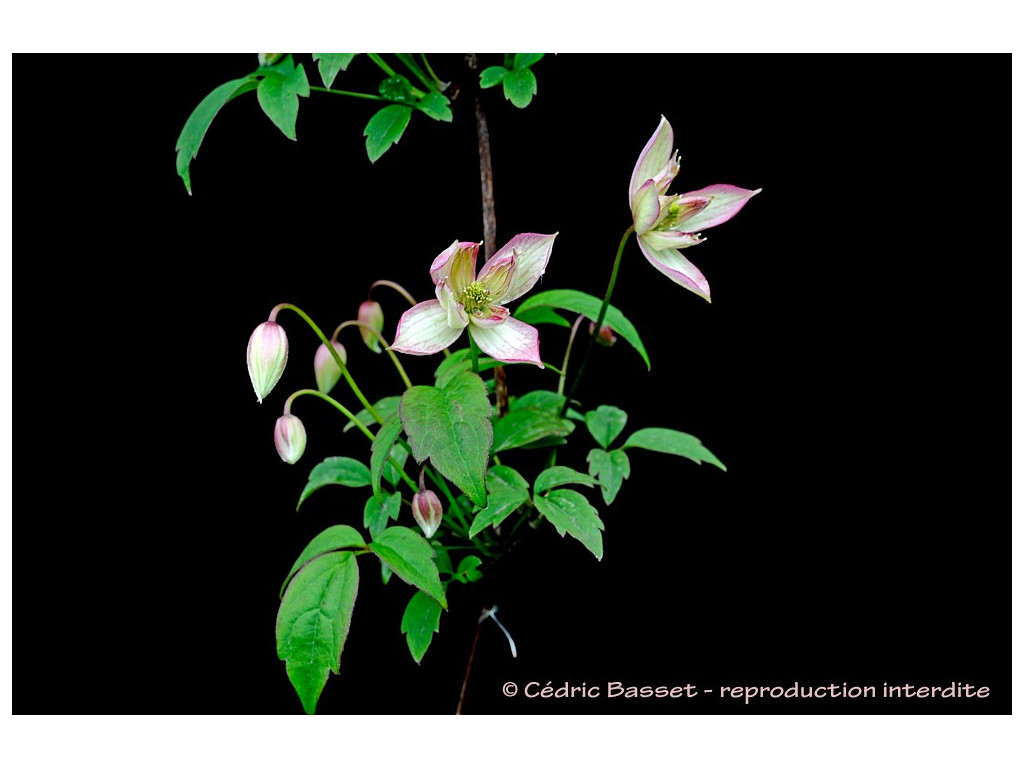 CLEMATIS MONTANA 'MARJORIE'