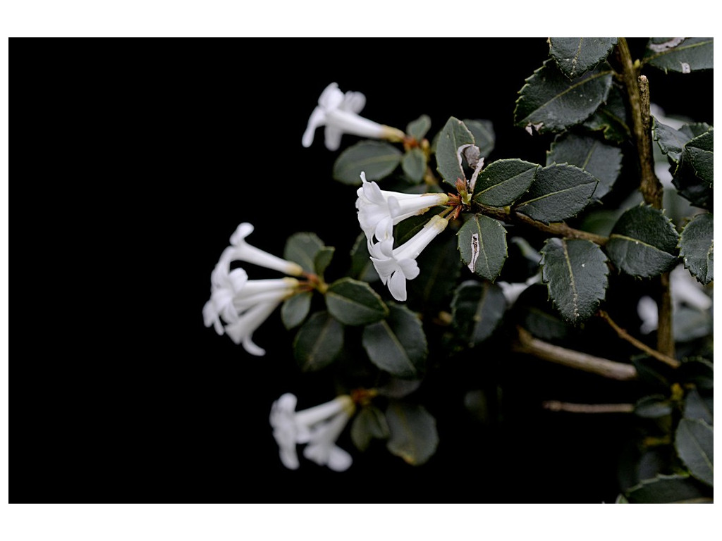 OSMANTHUS DELAVAYI