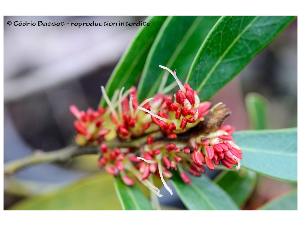 DISTYLIUM BUXIFOLIUM DISTYLIUM BUXIFOLIUM