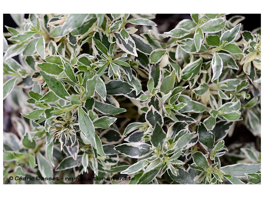 ABELIA CHINENSIS 'VARIEGATA'