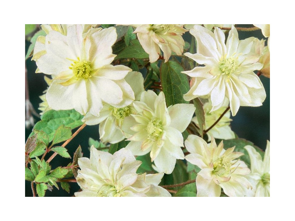 CLEMATIS MONTANA 'DOUBLE DELIGHT'