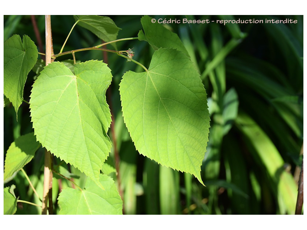 TILIA CHINGIANA