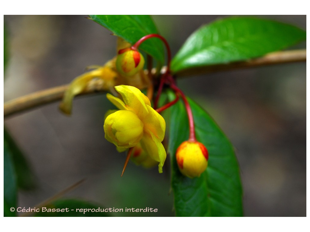 BERBERIS INSIGNIS