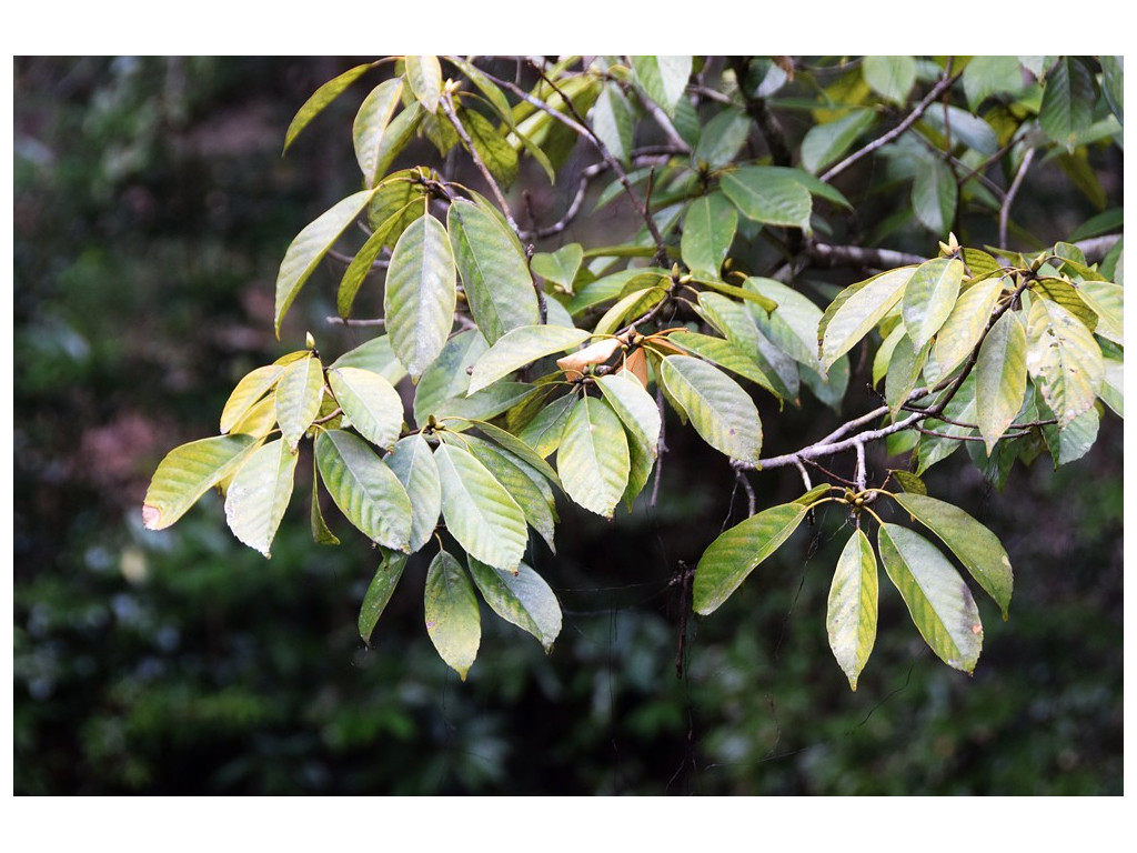 QUERCUS GLAUCA