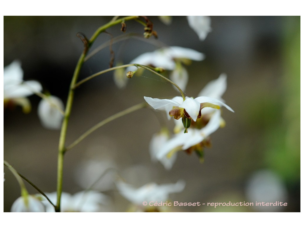 EPIMEDIUM 'AMANOGAWA'