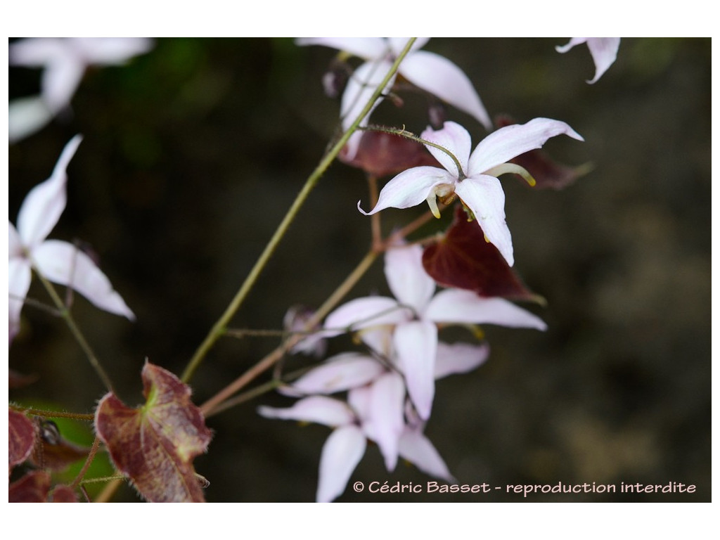 EPIMEDIUM STELLULATUM 'PINK'