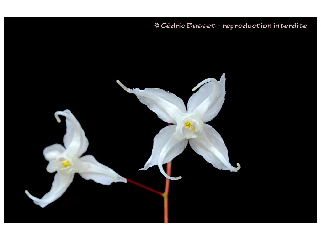 EPIMEDIUM 'ARCTIC WINGS'