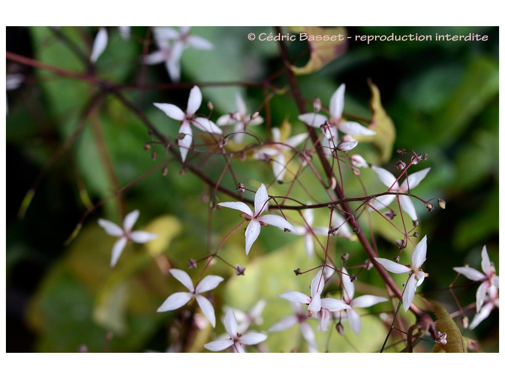 EPIMEDIUM PUBESCENS 'BLUTENTANZ'