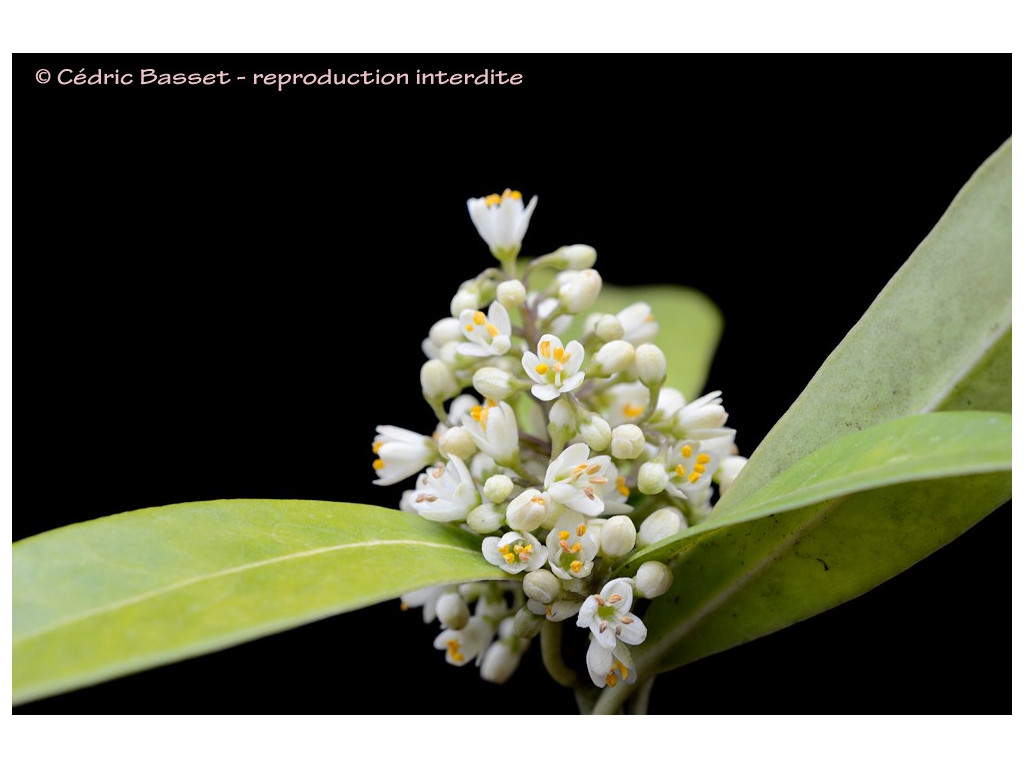 SKIMMIA CONFUSA 'KEW GREEN'