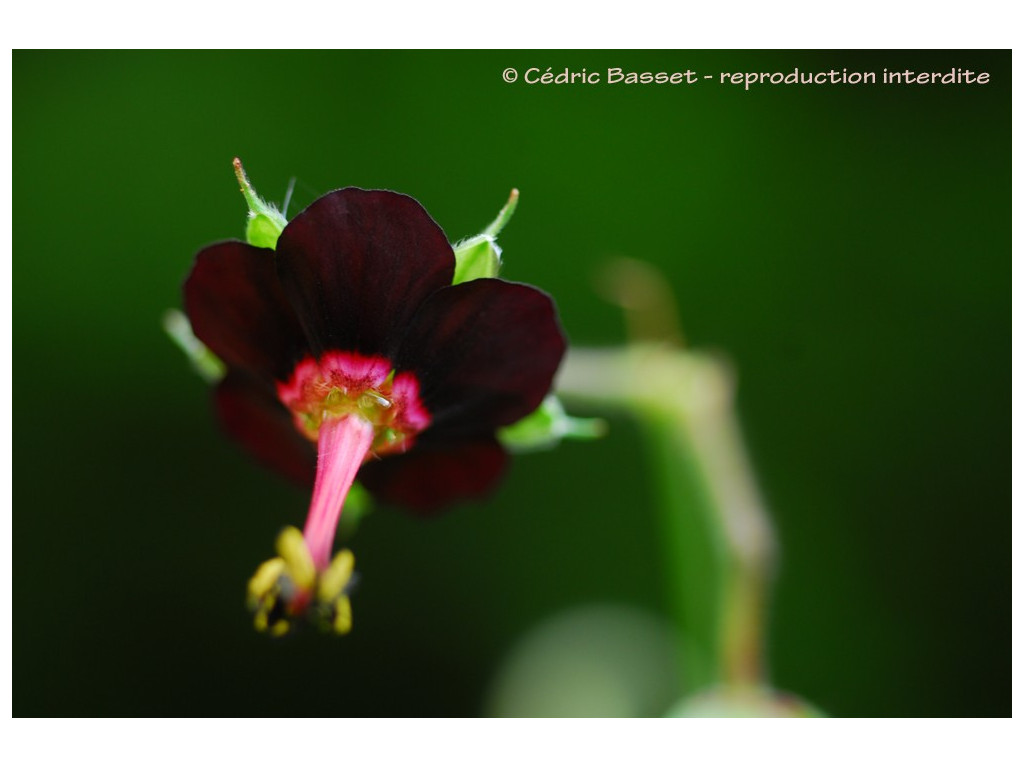 GERANIUM SINENSE W/O-9123