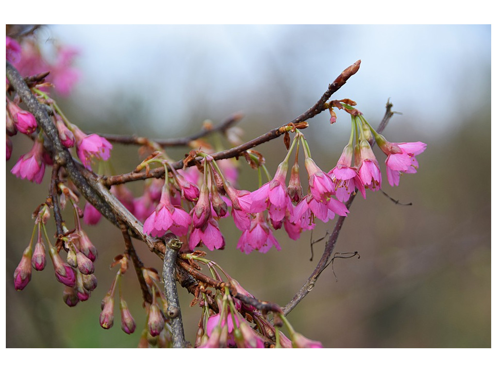 PRUNUS CAMPANULATA