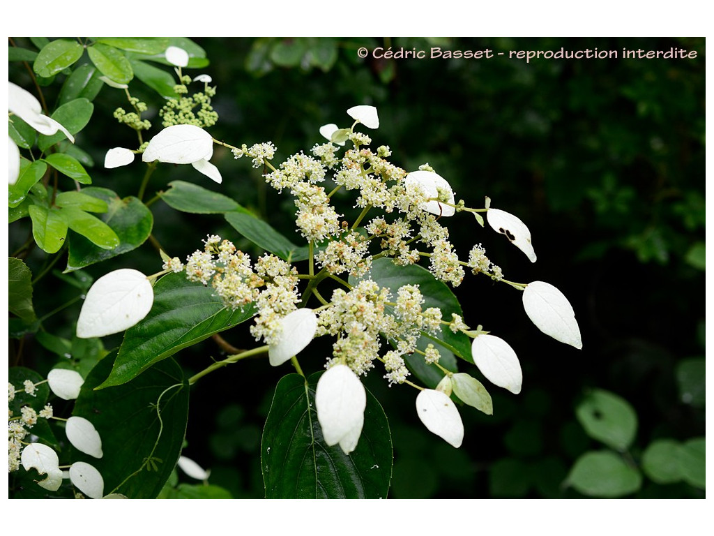copy of SCHIZOPHRAGMA FAURIEI 'ANGEL WINGS'