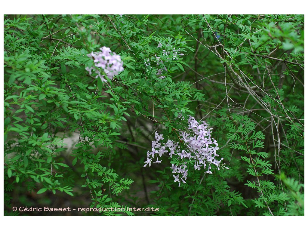 SYRINGA AFGHANICA