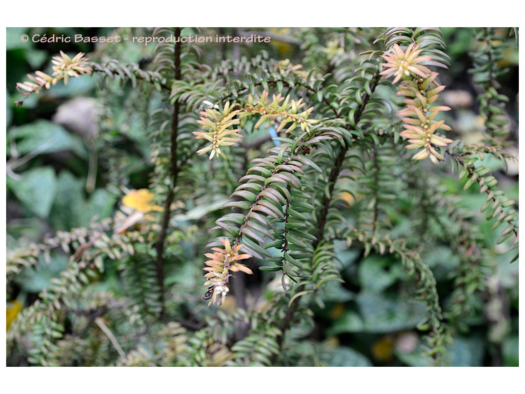 PSEUDOTAXUS CHIENII PSEUDOTAXUS CHIENII