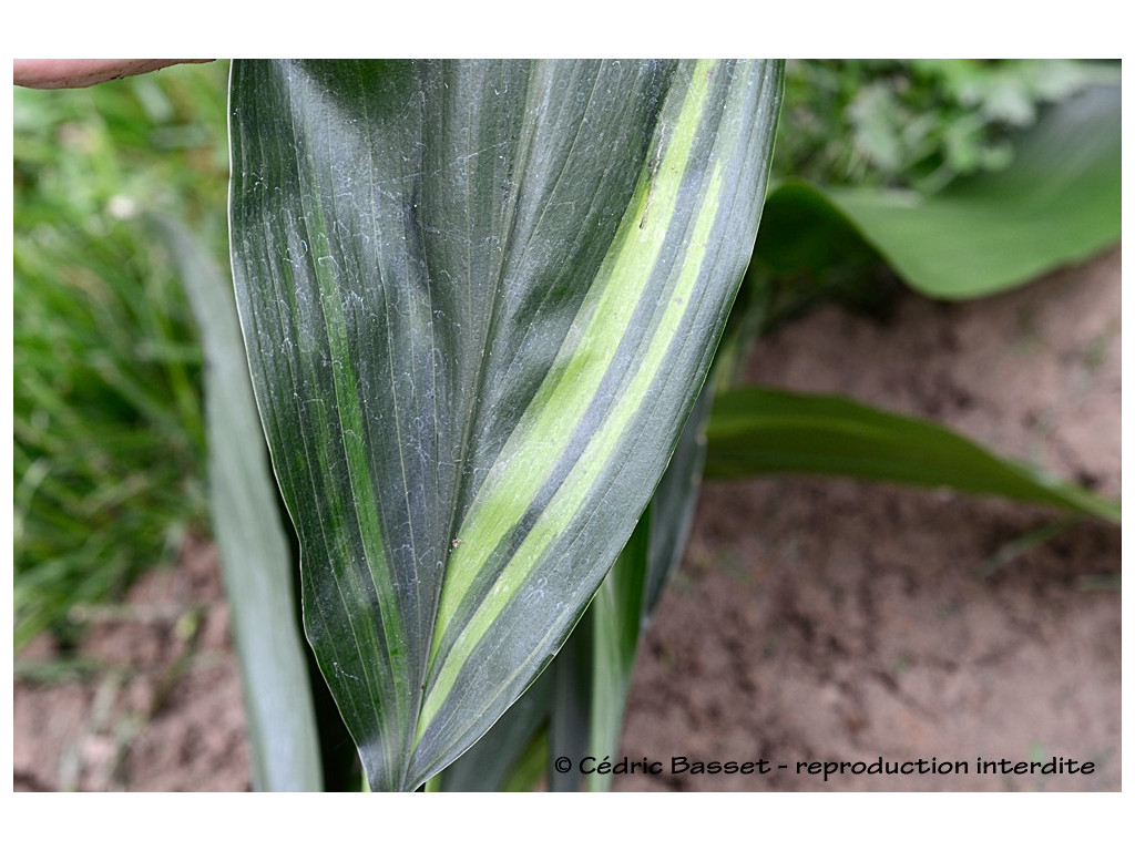 copy of ASPIDISTRA ELATIOR 'GINGA GIANT'