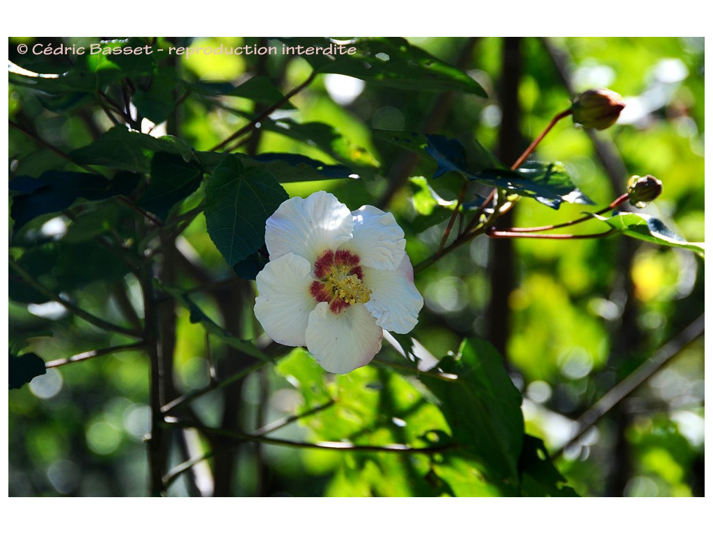 HIBISCUS PARAMUTABILIS