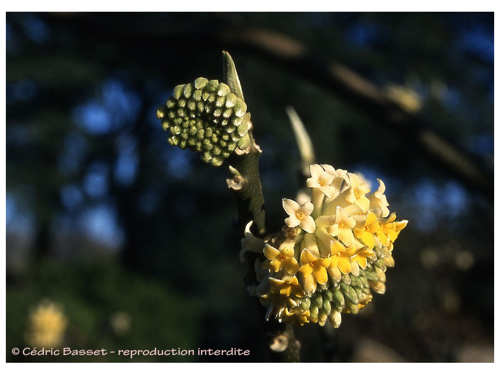 EDGEWORTHIA CHRYSANTHA