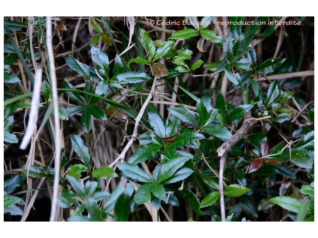 BERBERIS KAWAKAMII CMBTW1621