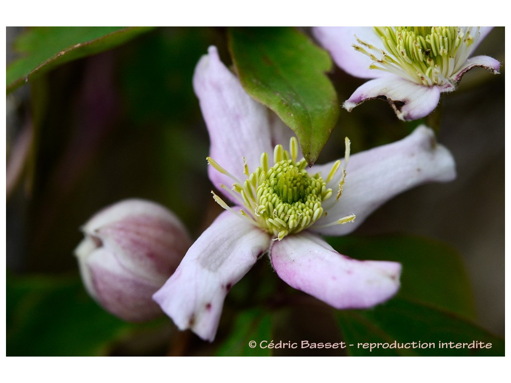 CLEMATIS MONTANA 'ODORATA'