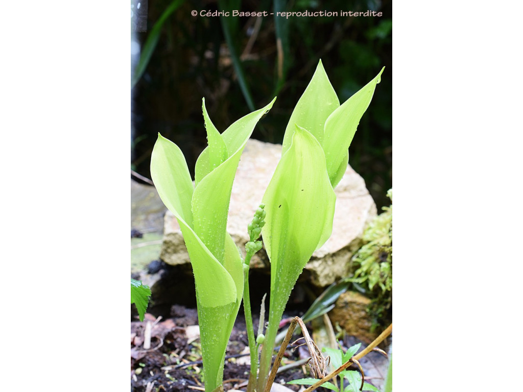 CONVALLARIA MAJALIS 'FERNWOOD GOLDEN SLIPPERS'