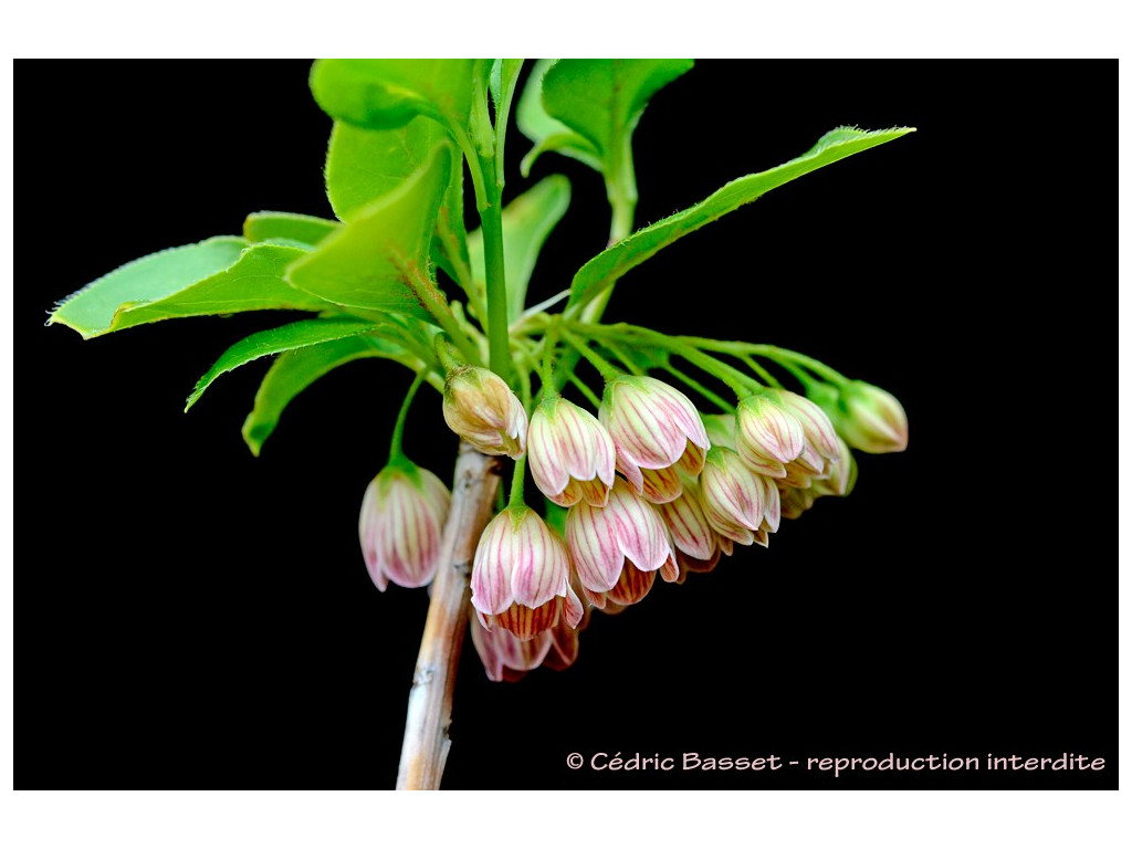 ENKIANTHUS CAMPANULATUS 'VENUS'