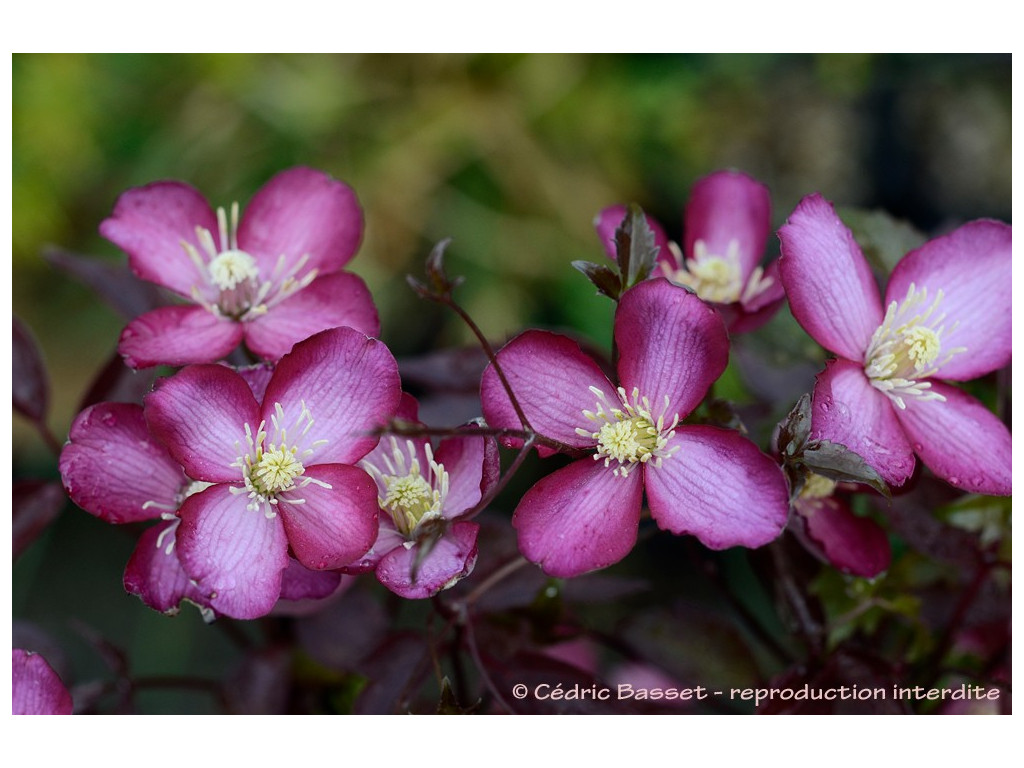 CLEMATIS MONTANA 'VAN GOGH'