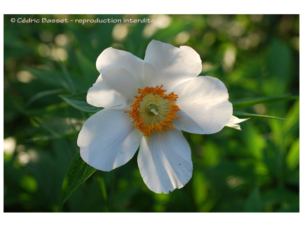 PAEONIA EMODI