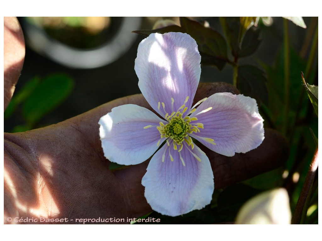 CLEMATIS MONTANA 'GIANT STAR'