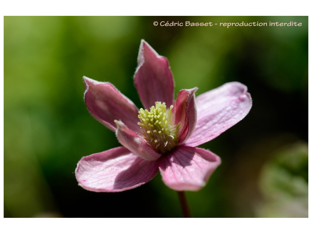 CLEMATIS MONTANA 'BROUGHTON STAR'