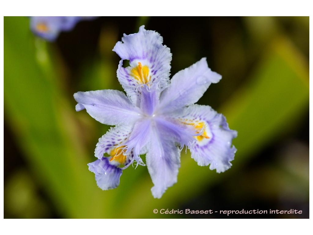 IRIS CONFUSA - iris bambou IRIS CONFUSA - iris bambou