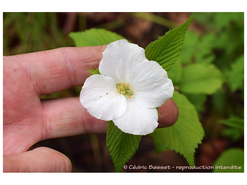 RHODOTYPOS SCANDENS 'GRANDIFLORA'