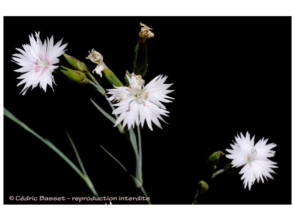 DIANTHUS ANATOLICUS TR1845