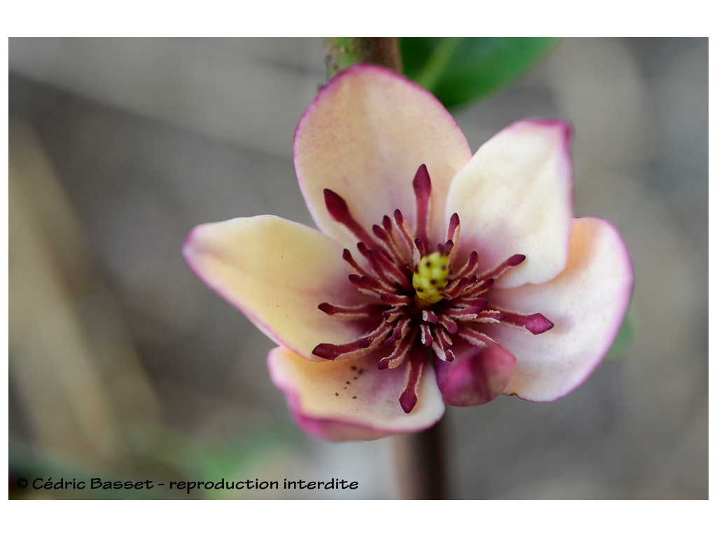 MAGNOLIA LAEVIFOLIA x FIGO 'WHITE CAVIAR'