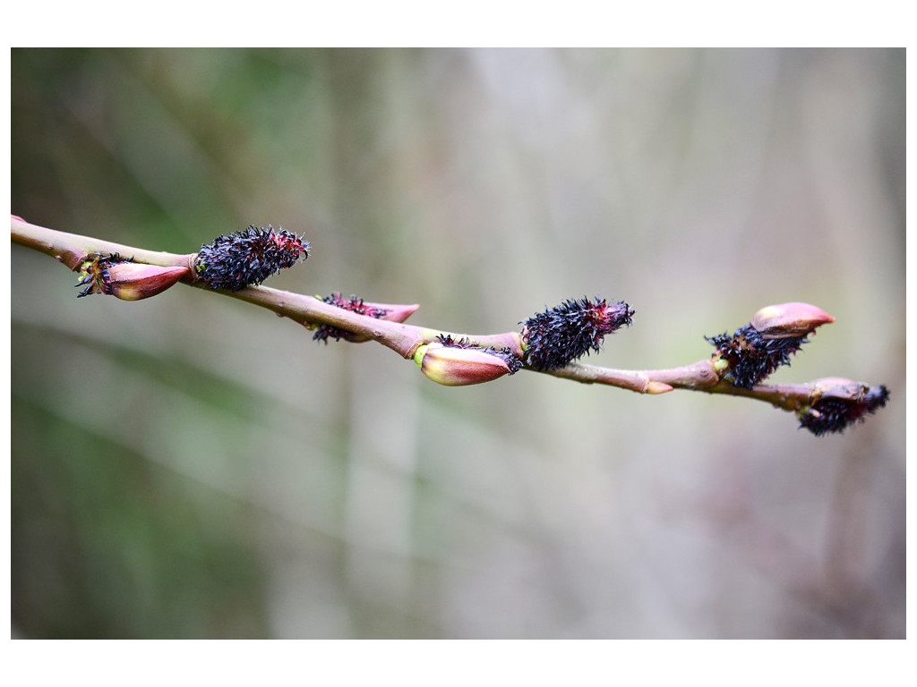 SALIX GRACILISTYLA 'KUROME'