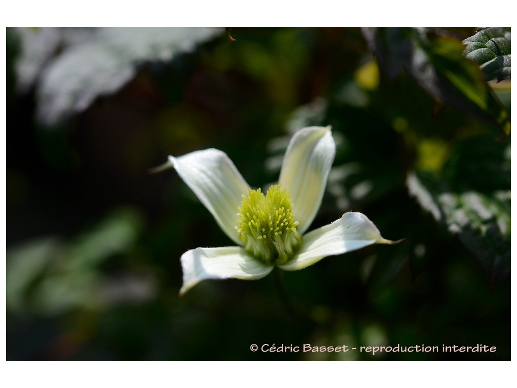 CLEMATIS MONTANA 'MORNING YELLOW'