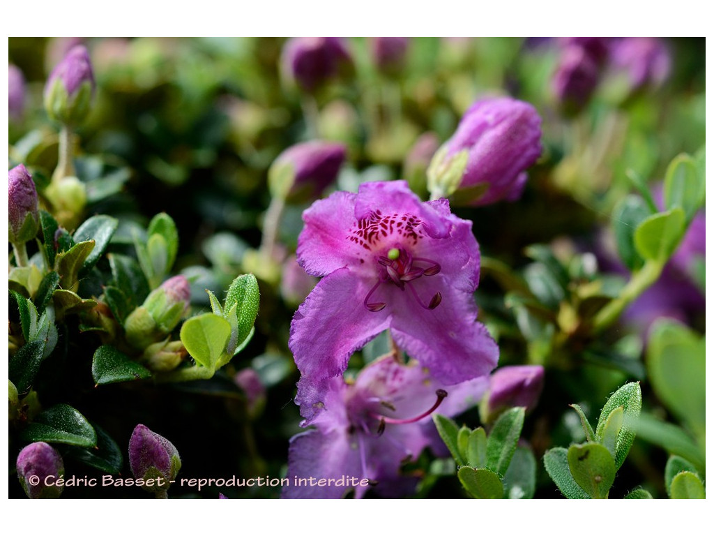 RHODODENDRON CALOSTROTUM subsp.HELETICUM